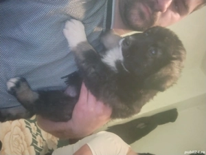 Donez pui Ciobanesc de carpatin  - imagine 4