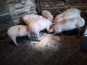 Purcei de vanzare - imagine 2