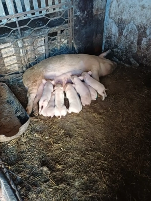 vand scroafa cu purcei - imagine 2