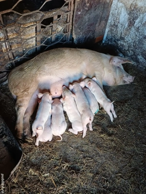 vand scroafa cu purcei - imagine 3