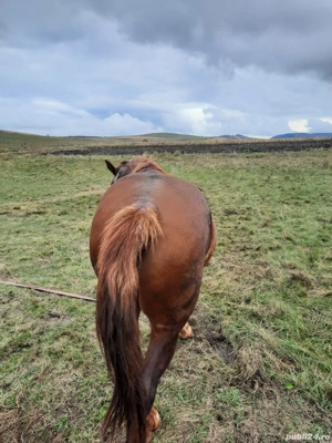 Vând mânz ciocolatiu, armăsar, 2.5 ani, cu cip și pașaport  - imagine 5