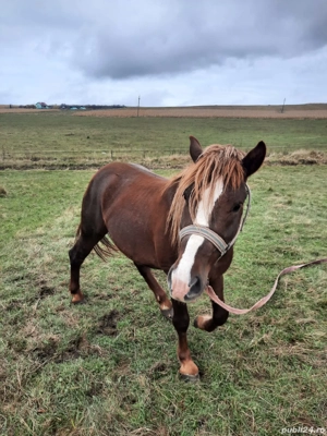 Vând mânz ciocolatiu, armăsar, 2.5 ani, cu cip și pașaport  - imagine 2