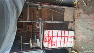 perusi de vanzare - imagine 3