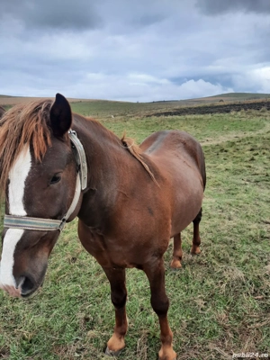 Vând mânz ciocolatiu, armăsar, 2.5 ani, cu cip și pașaport  - imagine 3