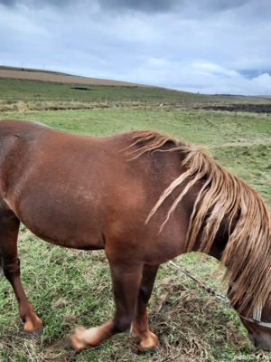 Vând mânz ciocolatiu, armăsar, 2.5 ani, cu cip și pașaport  - imagine 4