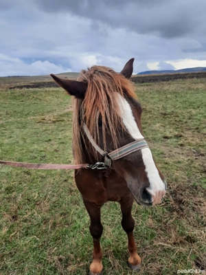 Vând mânz ciocolatiu, armăsar, 2.5 ani, cu cip și pașaport 