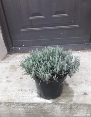 Ghiveci de lavanda