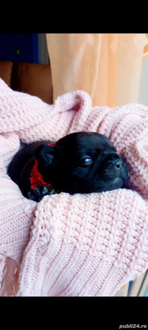 puiuti de bulldog francez rasa pura 