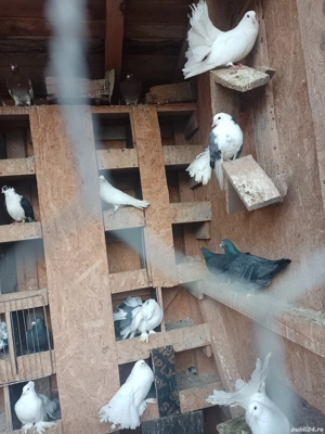 Porumbei voltati de vanzare  - imagine 4