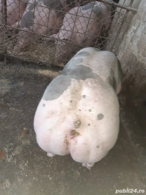 Vand Porci Pietrain Belgian Rasa Pura Crescuti Cu Hrana Naturala  - imagine 2