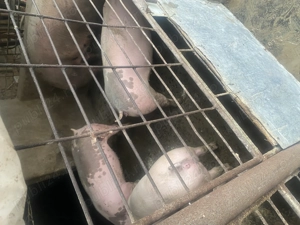 Vând porci de rasa - imagine 2