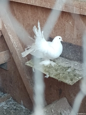 Porumbei voltati de vanzare  - imagine 2