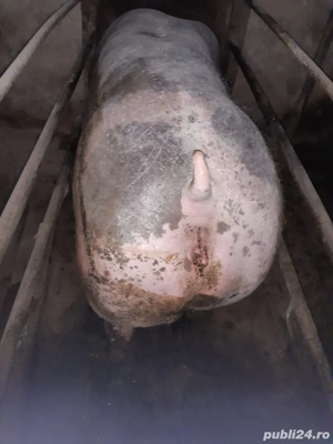 Vand Porci Pietrain Belgian Rasa Pura Crescuti Cu Hrana Naturala  - imagine 4