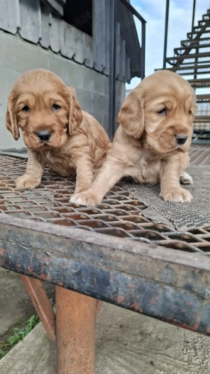 Cățeluși cocker spaniel 