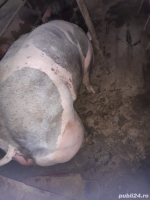 Vand Porci Pietrain Belgian Rasa Pura Crescuti Cu Hrana Naturala  - imagine 3