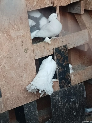 Porumbei voltati de vanzare  - imagine 5