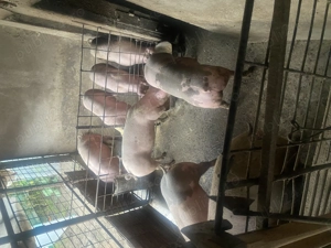 Vând porci de rasa - imagine 3