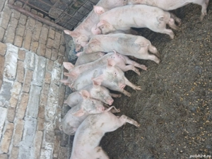 vând purcei, 300 lei - imagine 2