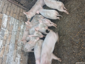 vând purcei, 300 lei