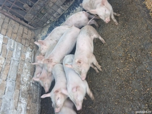 vând purcei, 300 lei - imagine 4