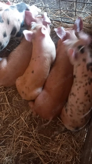 Purcei de 10 săptămâni  de vânzare preț 300 bucata Tăureni.