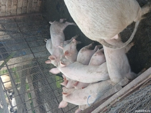 vând purcei, 300 lei - imagine 3