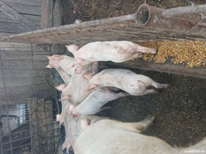 vând purcei, 300 lei - imagine 5