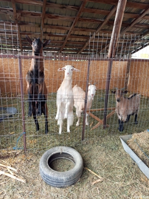 vand sau schimb capre si tap