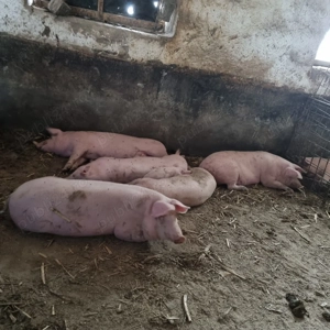 Vand porcii. Crescuți natural !