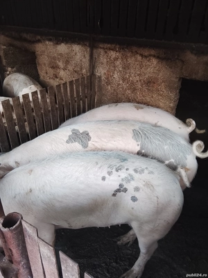 Vând porci crescuți de țară  - imagine 3