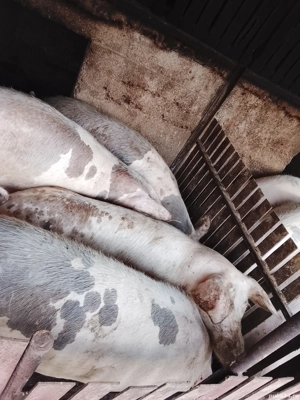 Vând porci crescuți de țară  - imagine 2