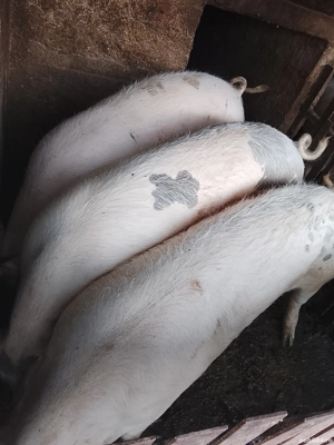 Vând porci crescuți de țară  - imagine 4