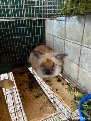 iepuri cap de leu - imagine 4