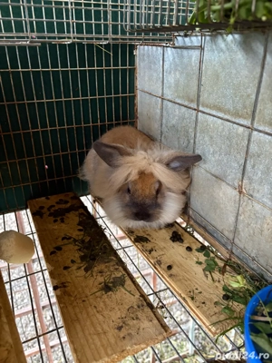 iepuri cap de leu - imagine 2