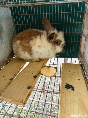 iepuri cap de leu - imagine 3