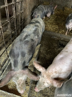 600 bucata - imagine 5