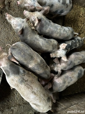 600 bucata - imagine 4