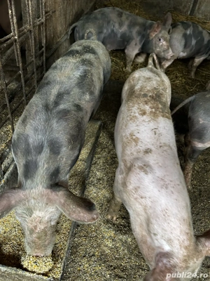 600 bucata - imagine 3