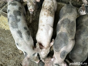 600 bucata - imagine 2