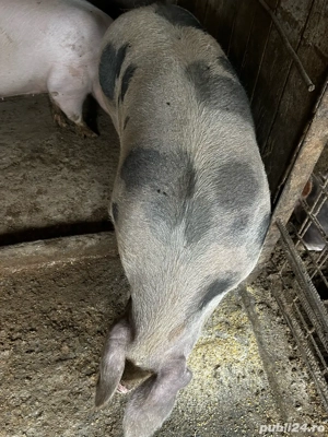 de vanzare 170kg  - imagine 4