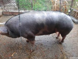 vind porci de carne - imagine 5