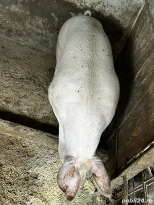 de vanzare 170kg  - imagine 2