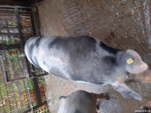 vind porci de carne - imagine 2