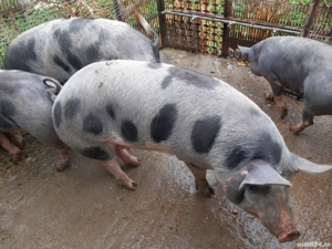 vind porci de carne - imagine 4