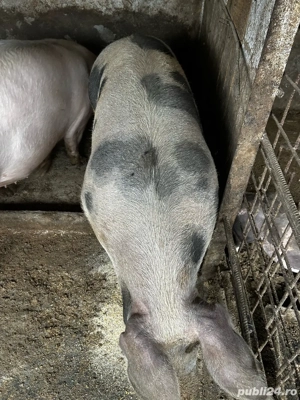 de vanzare 170kg  - imagine 3