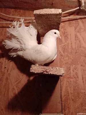 Porumbei voltati de vanzare  - imagine 3