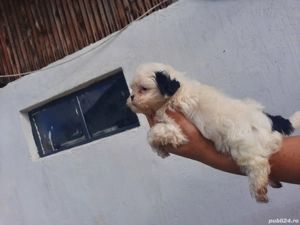 cățeluși shitzu de vânzare  - imagine 3