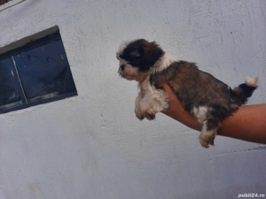 cățeluși shitzu de vânzare  - imagine 4