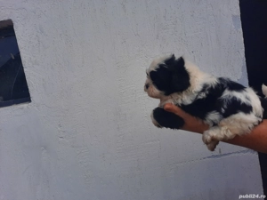 cățeluși shitzu de vânzare  - imagine 5