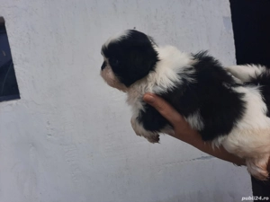 cățeluși shitzu de vânzare  - imagine 2